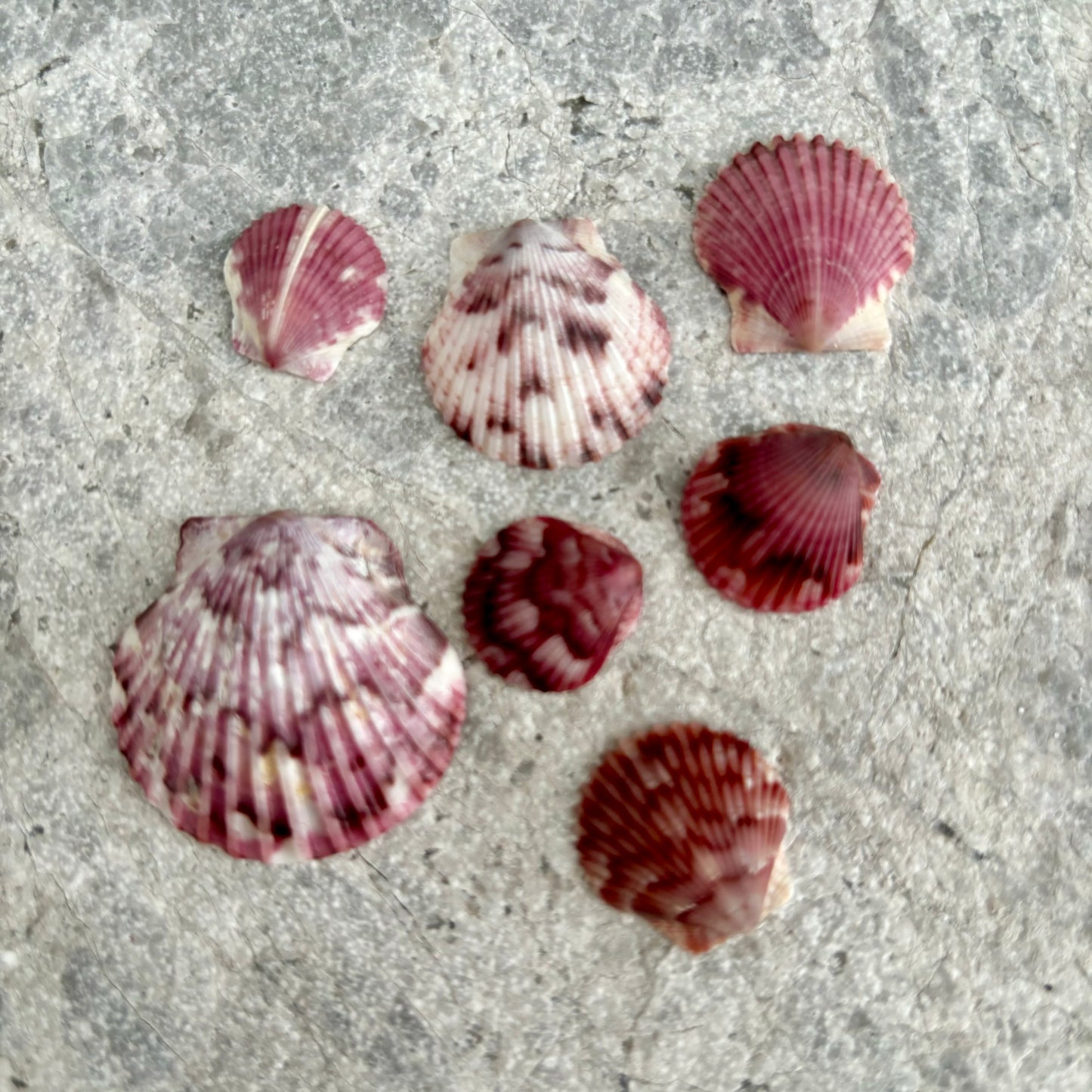 Shell Charm