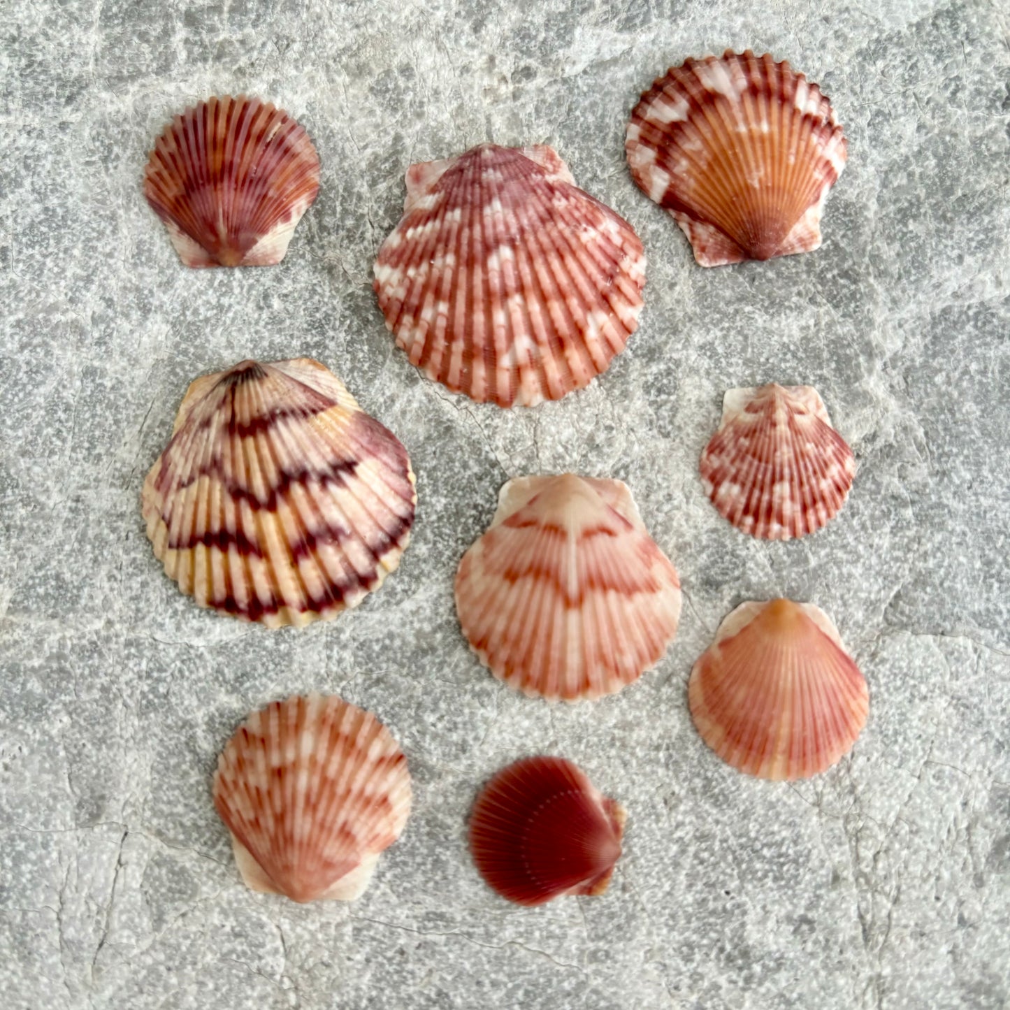Crown Shell Necklace