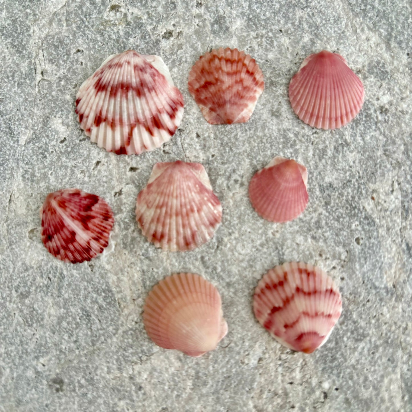 Crown Shell Necklace