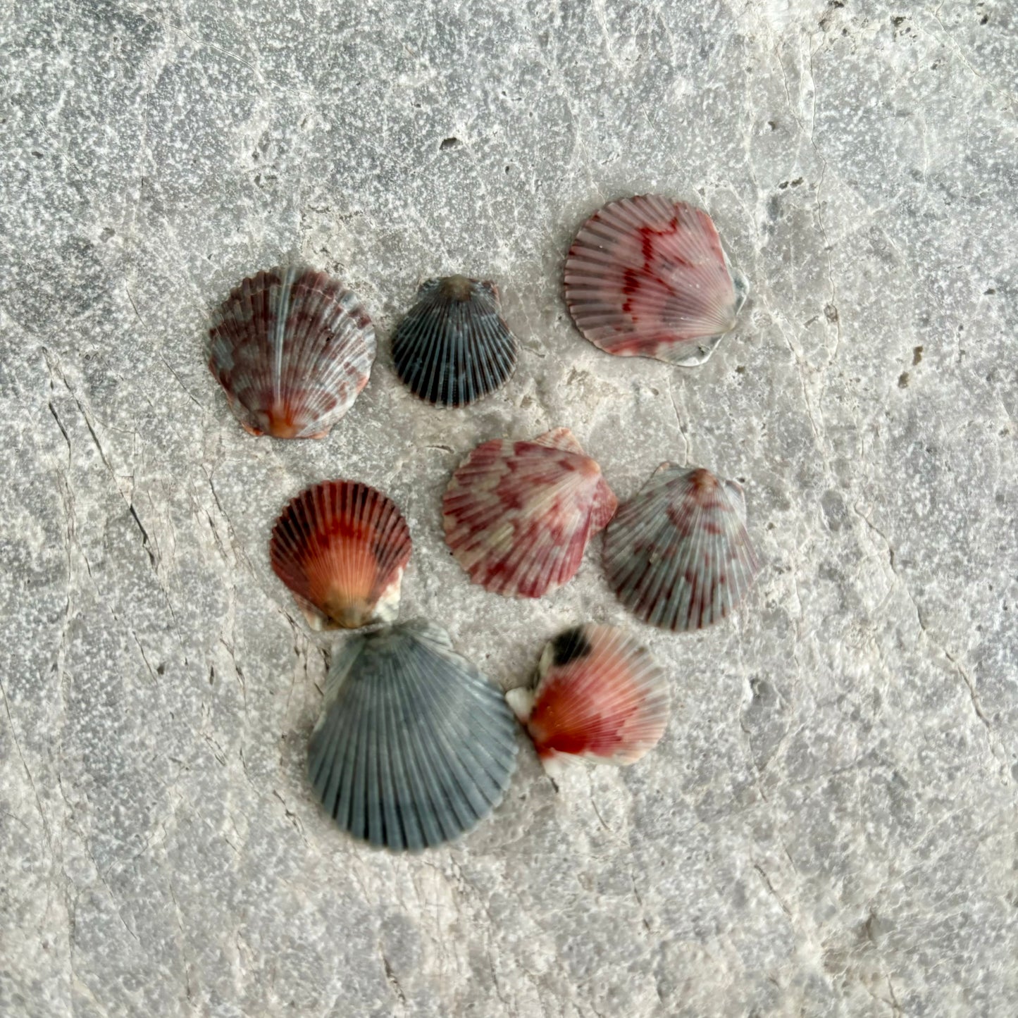 Crown Shell Necklace