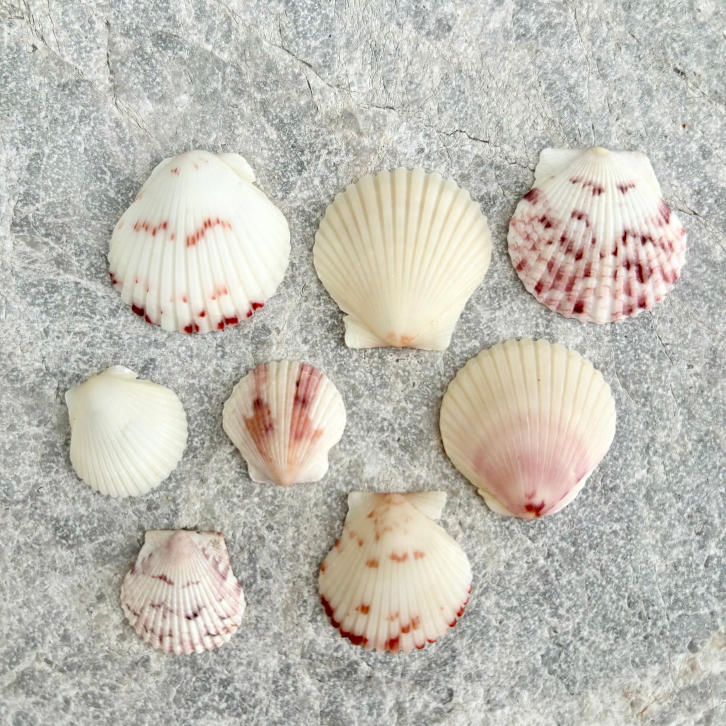 Crown Shell Necklace
